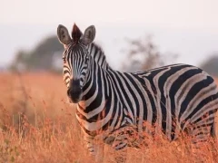 A zebra amongst the Savannah grass, in Kruger, South Africa.