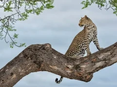 Leopard in a tree in South Africa
