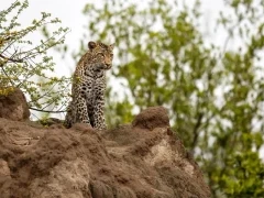 Leopard on a rock in South Africa