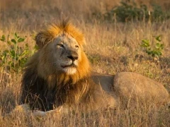 Lion lying down in South Africa