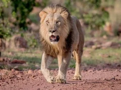 Lion in South Africa