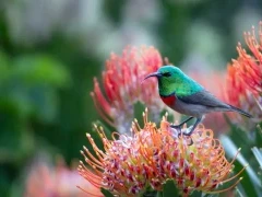 A southern double-collared sunbird in South Africa