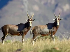 Blesbok in South Africa