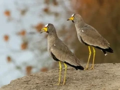 Wattled lapwing in South Africa