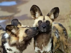 Wild dog in South Africa