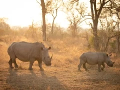 White rhino in Sabi Sands Game Reserve, South Africa