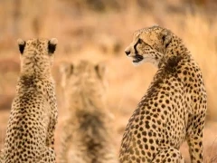 Cheetah in South Africa