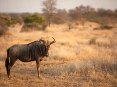 Blue wildebeest in Timbavati Game Reserve, South Africa