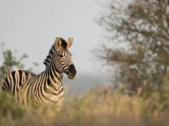 Burchell's zebra in Timbavati Game Reserve, South Africa