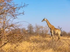 Giraffe in Timbavati Game Reserve, South Africa