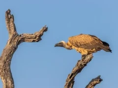 White-backed vulture in Timbavati Game Reserve, South Africa