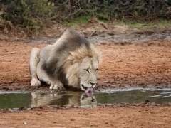 Lion.