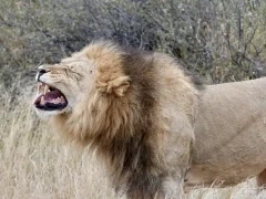 Lion.