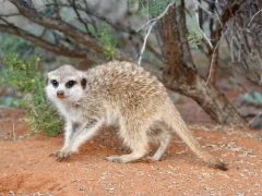 Meerkat.