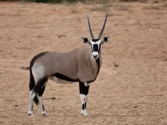 Oryx.