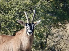 Roan.