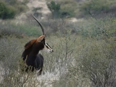 Sable.