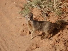 Yellow mongoose.