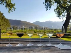 Wine tasting at a vineyard in South Africa