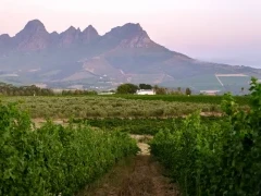 View of Stellenbosch Vineyards in South Africa