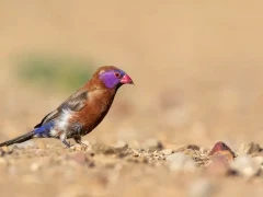 Violet-eared waxbill