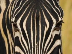 Zebra in South Africa