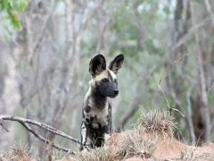 African wild dog in South Africa