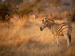 Zebra in South Africa