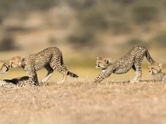 Cheetah in Tanzania.