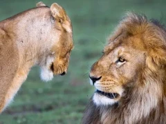 Lion pair in Tanzania.