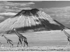 Ol Doinyo Lengai volcano & giraffes in Tanzania.