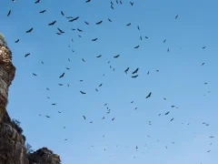 Rüppell's vulture in Tanzania.