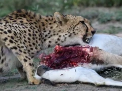 Cheetah feeding on a gazelle in the Serengeti, Tanzania.