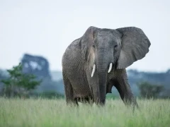 African elephant in Uganda.