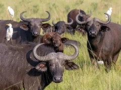 Buffalo and little egret in Uganda.
