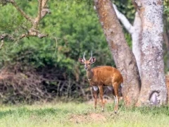 Bushbuck in Uganda.