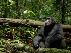 Chimpanzee in Kibale Forest, Uganda.