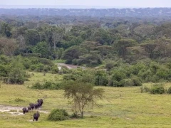 Herd of elephants in Uganda.