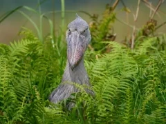 Shoebill in Uganda.