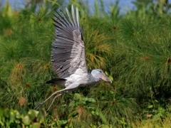 Shoebill in flight, Uganda.