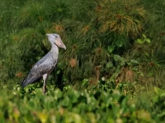 Shoebill in Uganda.