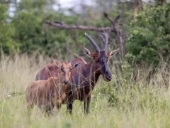 A pair of topi in Uganda.