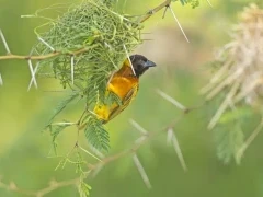 Weaver bird in Uganda.