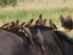 Yellow-billed oxpeckers on buffalo in South Africa