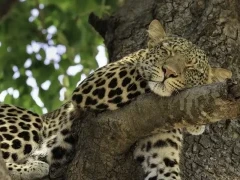 Leopard in South Luangwa National Park, Zambia.