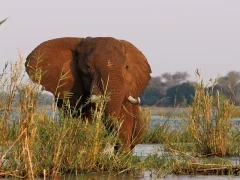 African elephant in Lower Zambezi National Park, Zambia.
