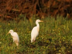 Cattle egret in Lower Zambezi National Park, Zambia.