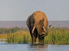African elephant in Lower Zambezi National Park, Zambia.