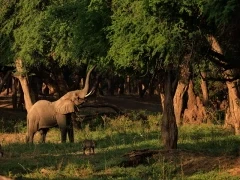 African elephant in Lower Zambezi National Park, Zambia.