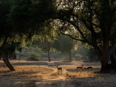 Impala in Lower Zambezi National Park, Zambia.